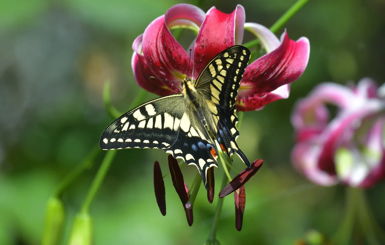 Photo wallpaper flower, macro, butterfly, Lily, stamens, bokeh, Swallowtail, Lily lovely