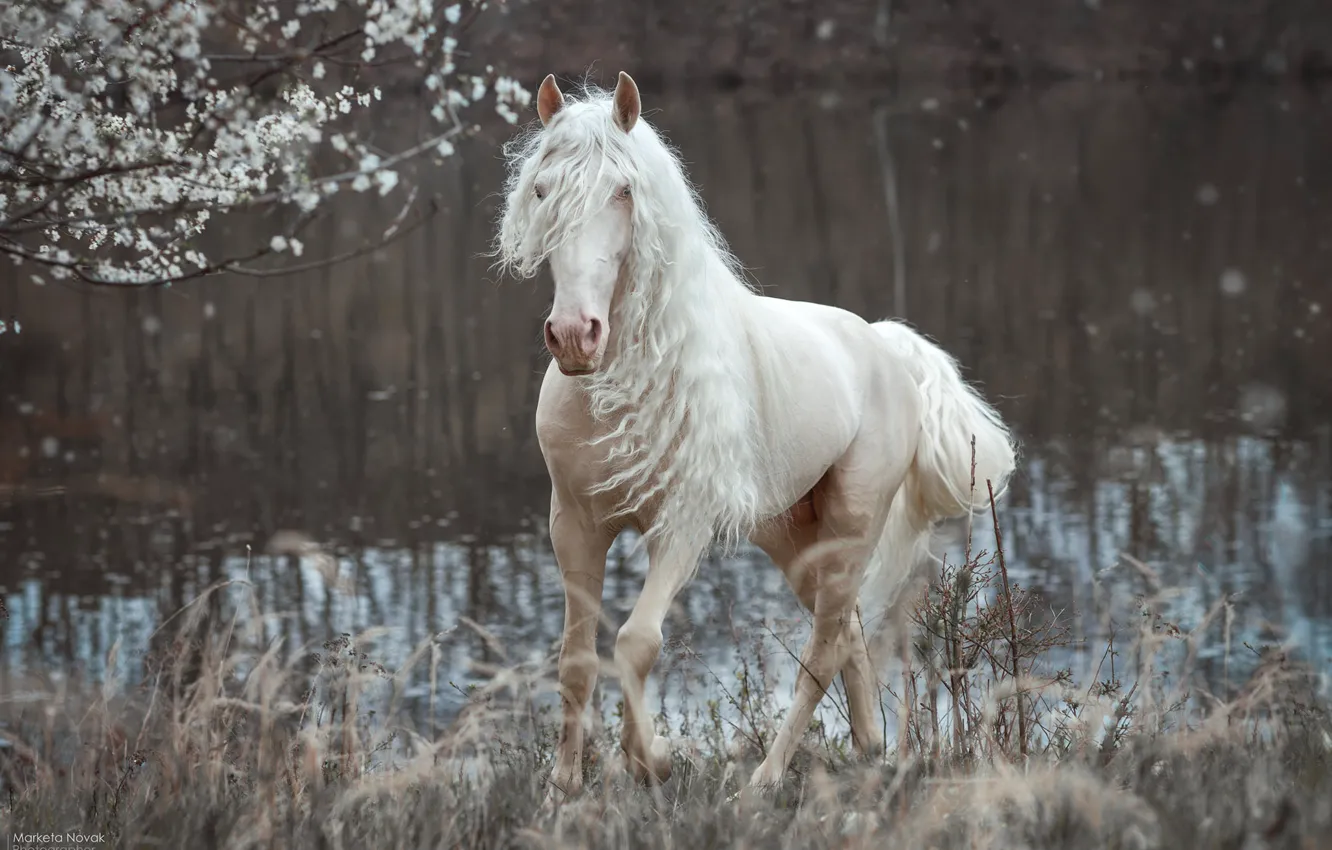 Photo wallpaper horse, horse, mane, Marketa Novak