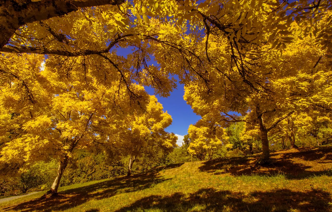 Photo wallpaper Park, slope, the sun, trees, autumn, leaves, yellow
