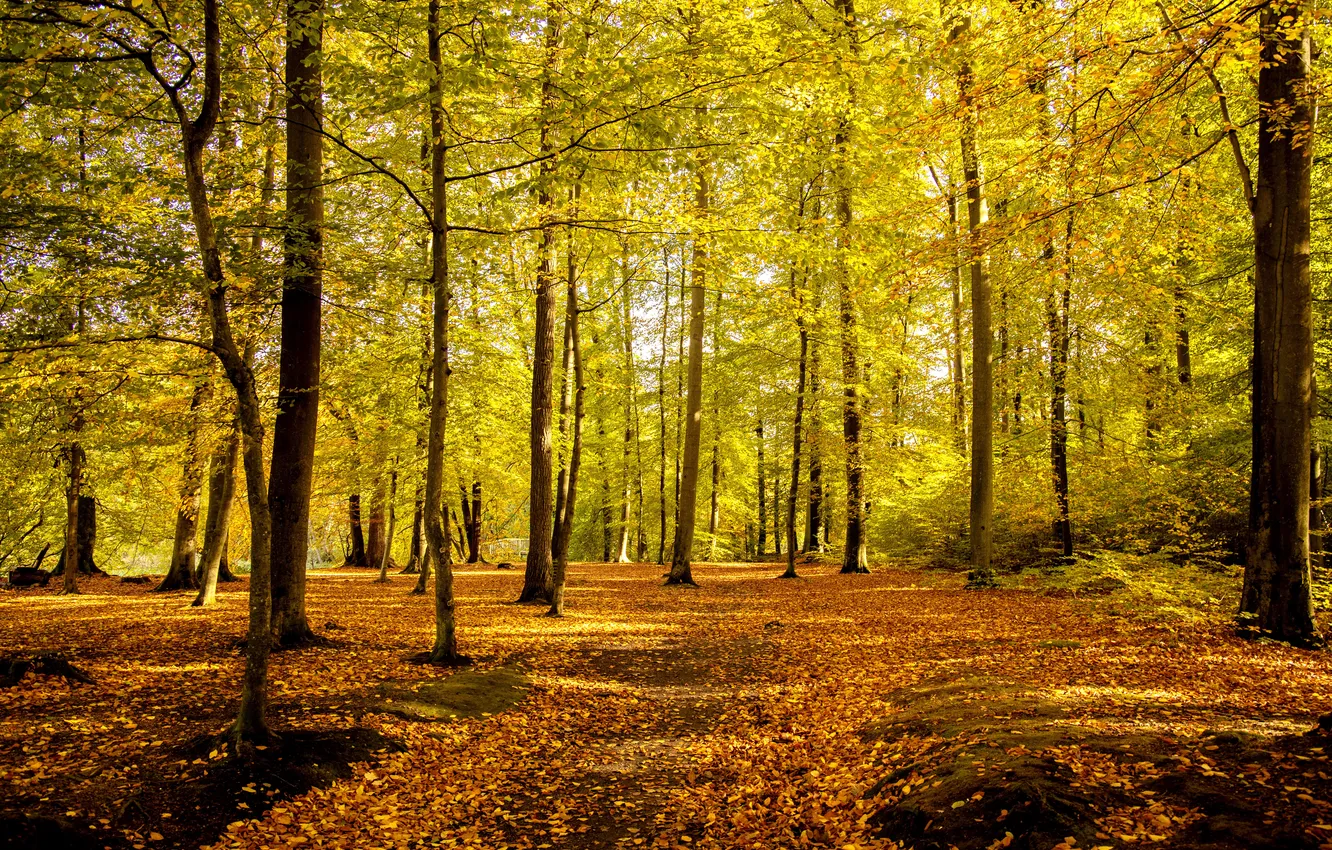 Photo wallpaper autumn, forest, Park, foliage