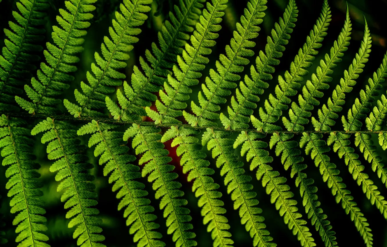 Photo wallpaper leaves, macro, fern