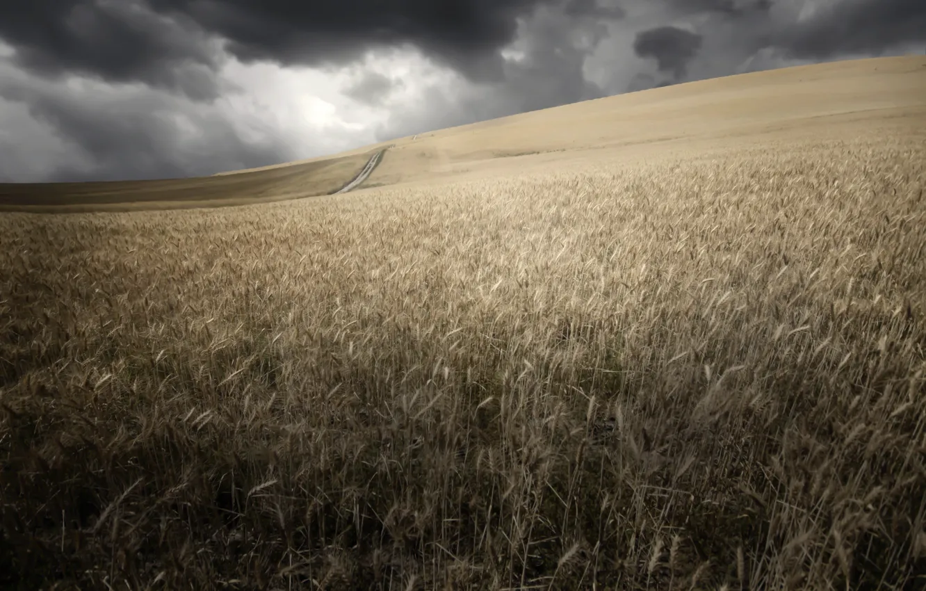 Photo wallpaper field, summer, ears