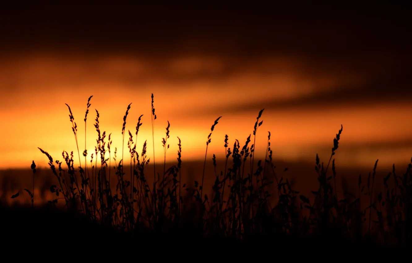 Photo wallpaper the sky, sunset, nature, background, widescreen, Wallpaper, vegetation, dark
