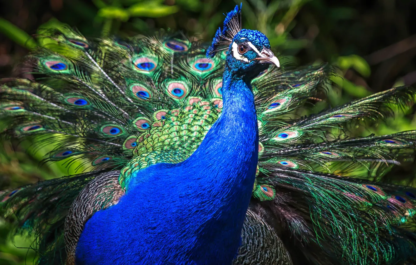 Photo wallpaper birds, blue, nature, bird, portrait, tail, peacock, tail