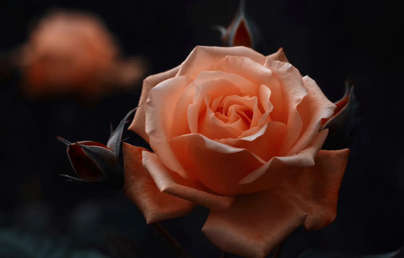 Photo wallpaper macro, roses, petals, buds, bokeh