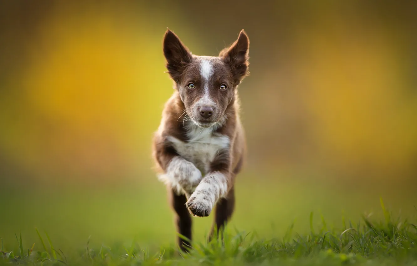 Photo wallpaper running, puppy, brown, the border collie, Tissaia ♥