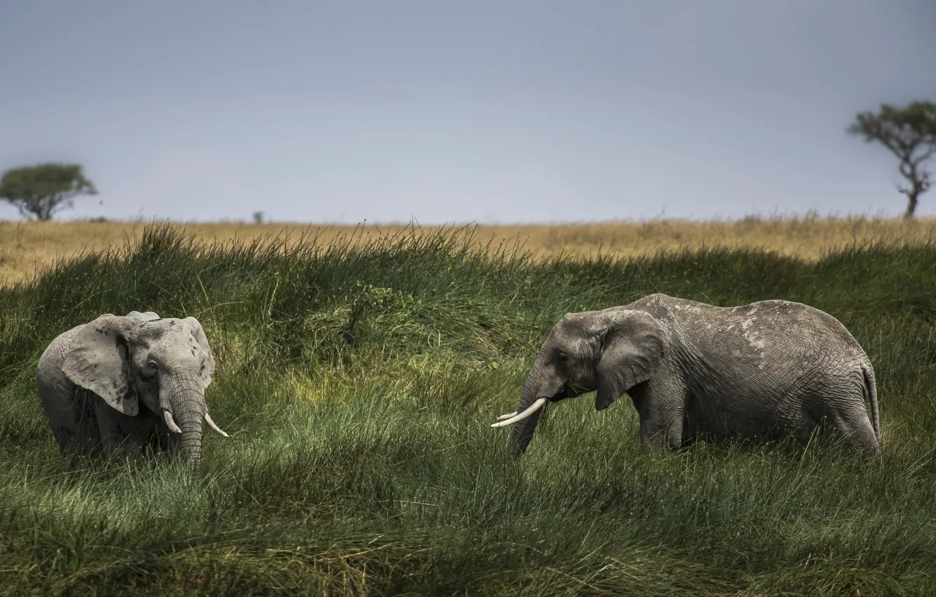 Photo wallpaper field, grass, elephant, pair, Savannah, two elephants