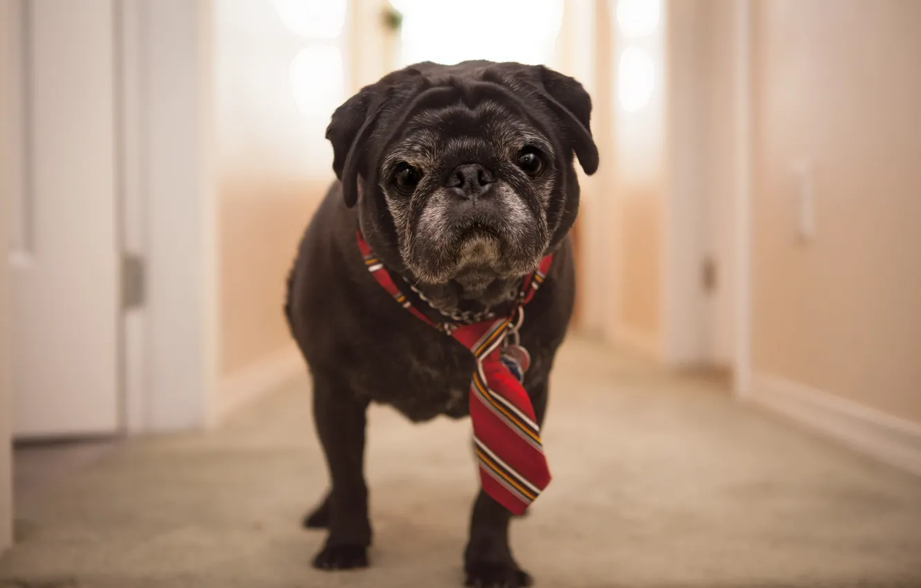 Photo wallpaper home, dog, tie