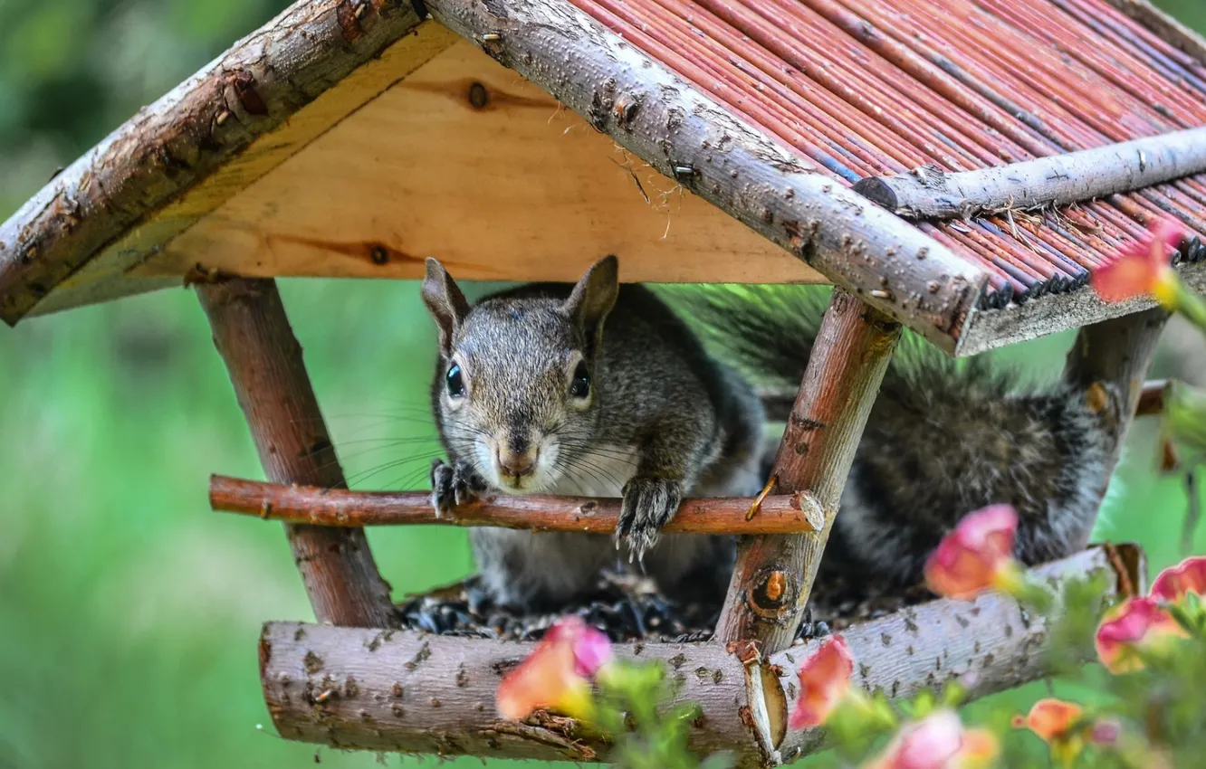 Photo wallpaper funny, squirrel, Bird feeder