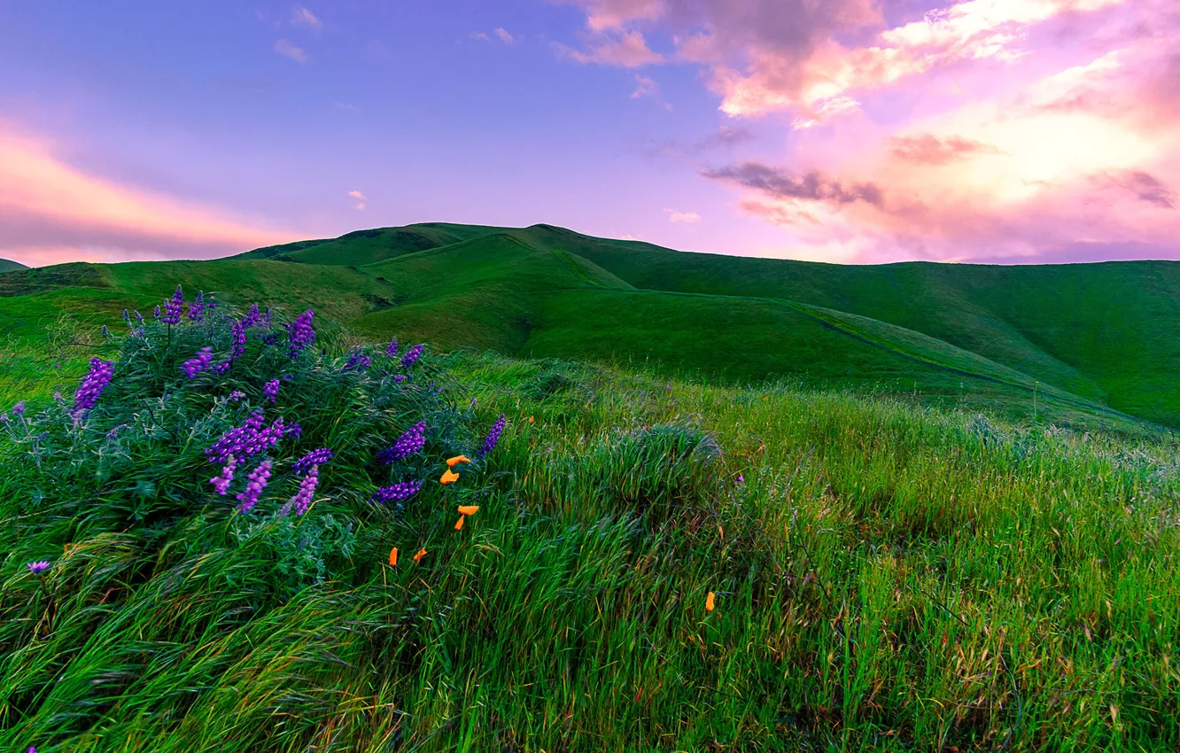 Photo wallpaper greens, the sky, grass, clouds, flowers, hills, field, CA