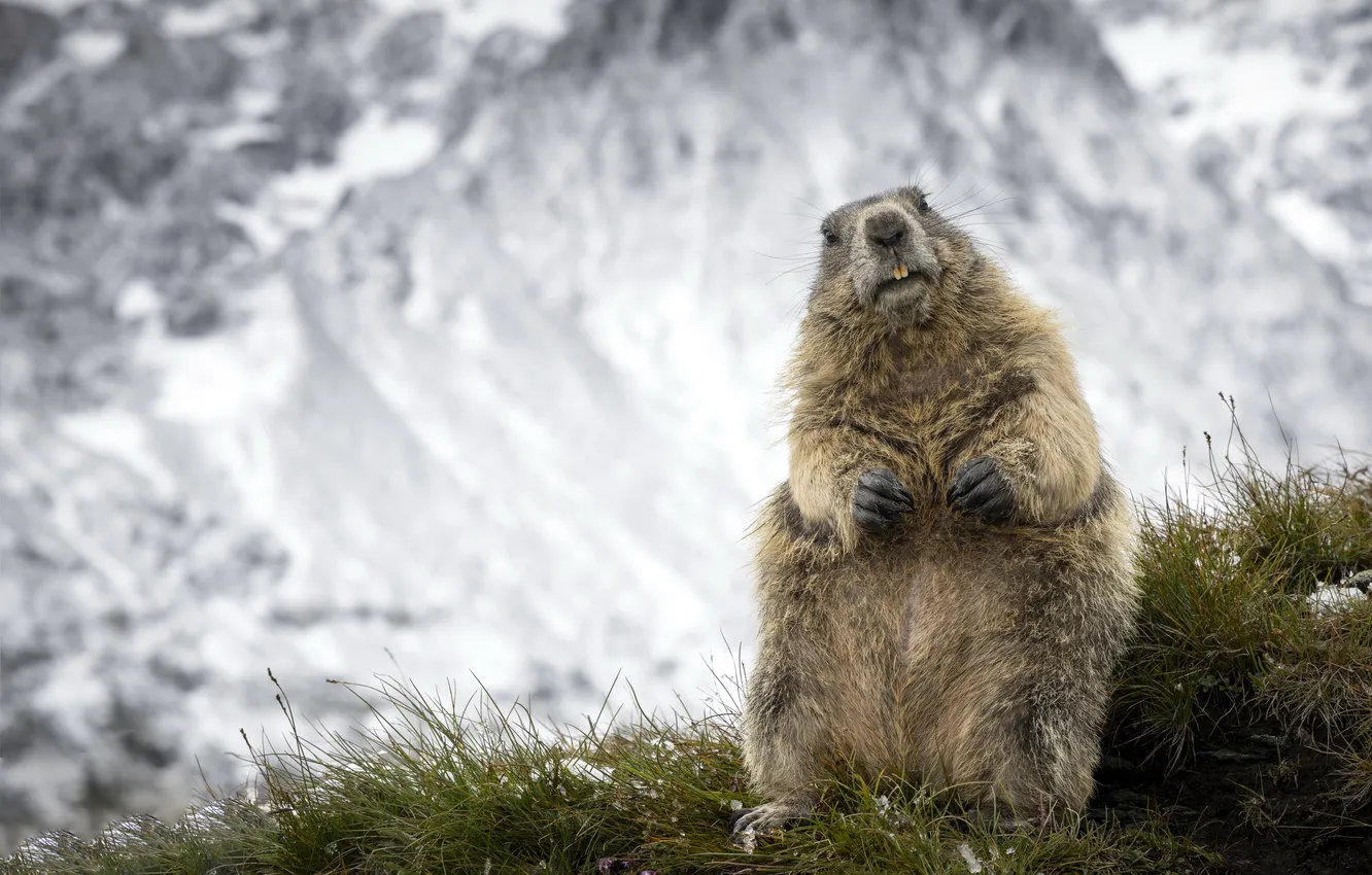 Photo wallpaper nature, background, marmot