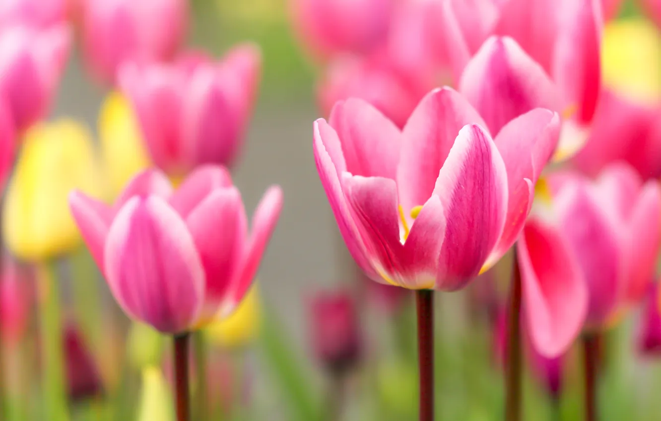Photo wallpaper petals, tulips, pink, bokeh