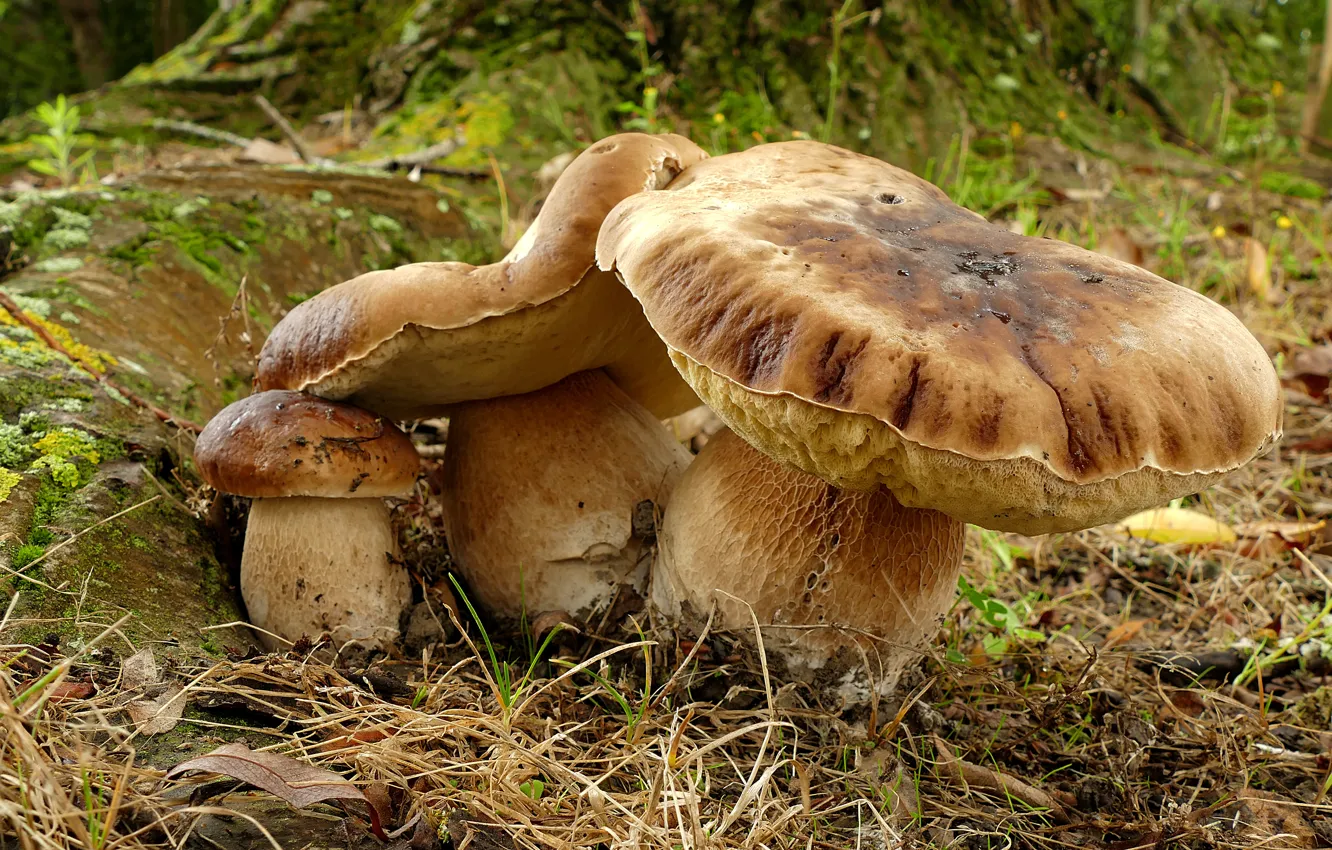 Photo wallpaper grass, nature, mushrooms, White mushroom