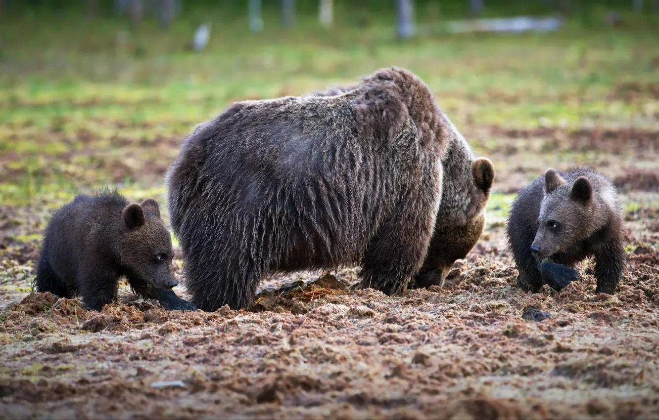 Photo wallpaper animals, nature, predators, bears, bears, bear, cubs, Alexander Perov
