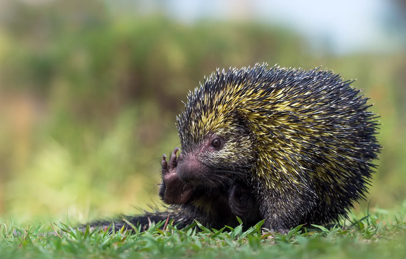 Photo wallpaper look, needles, pose, beast, sitting, porcupine, Andean