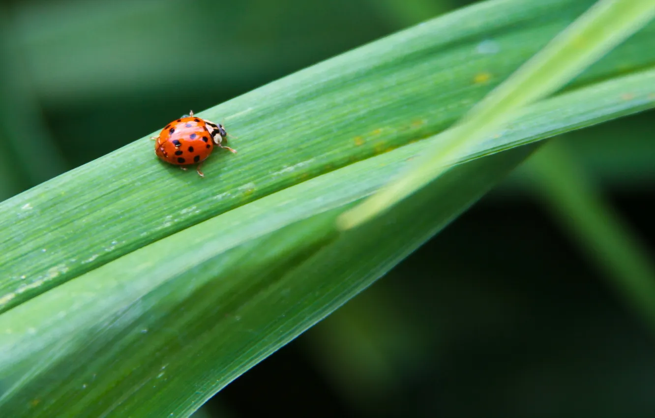 Photo wallpaper summer, nature, ladybug