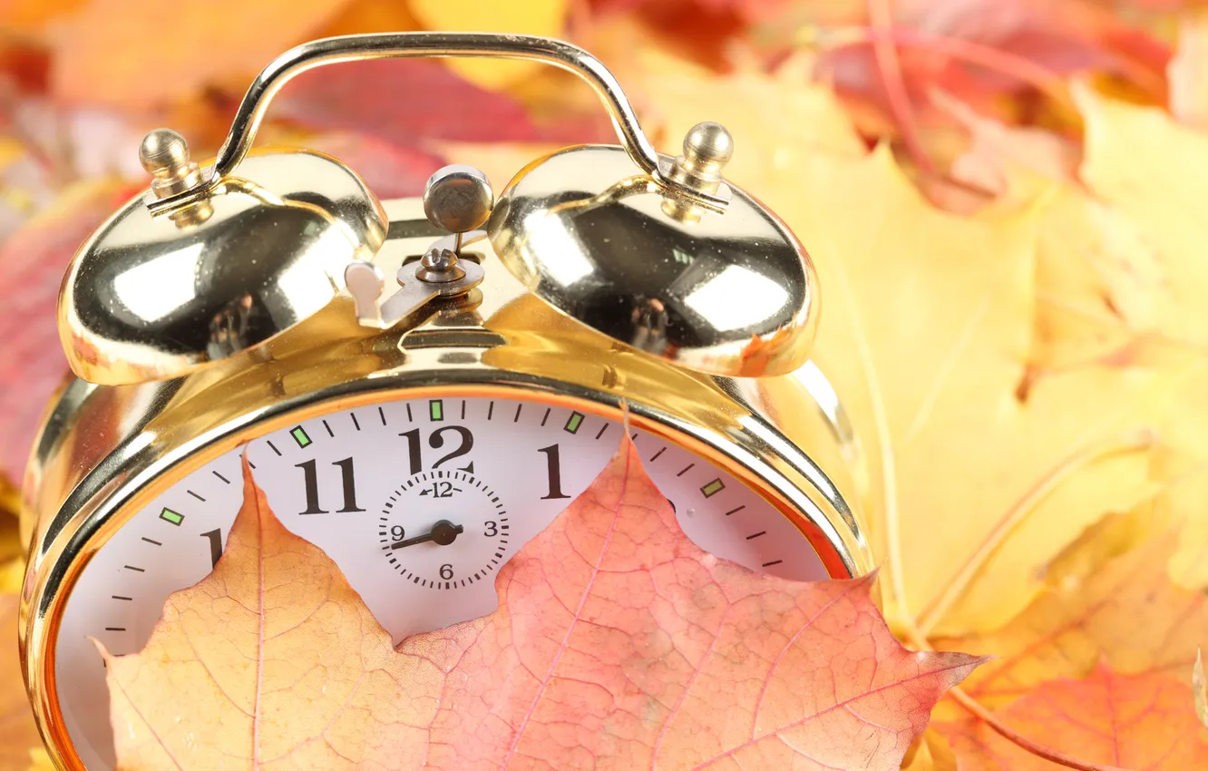 Photo wallpaper alarm clock, leaf, dial