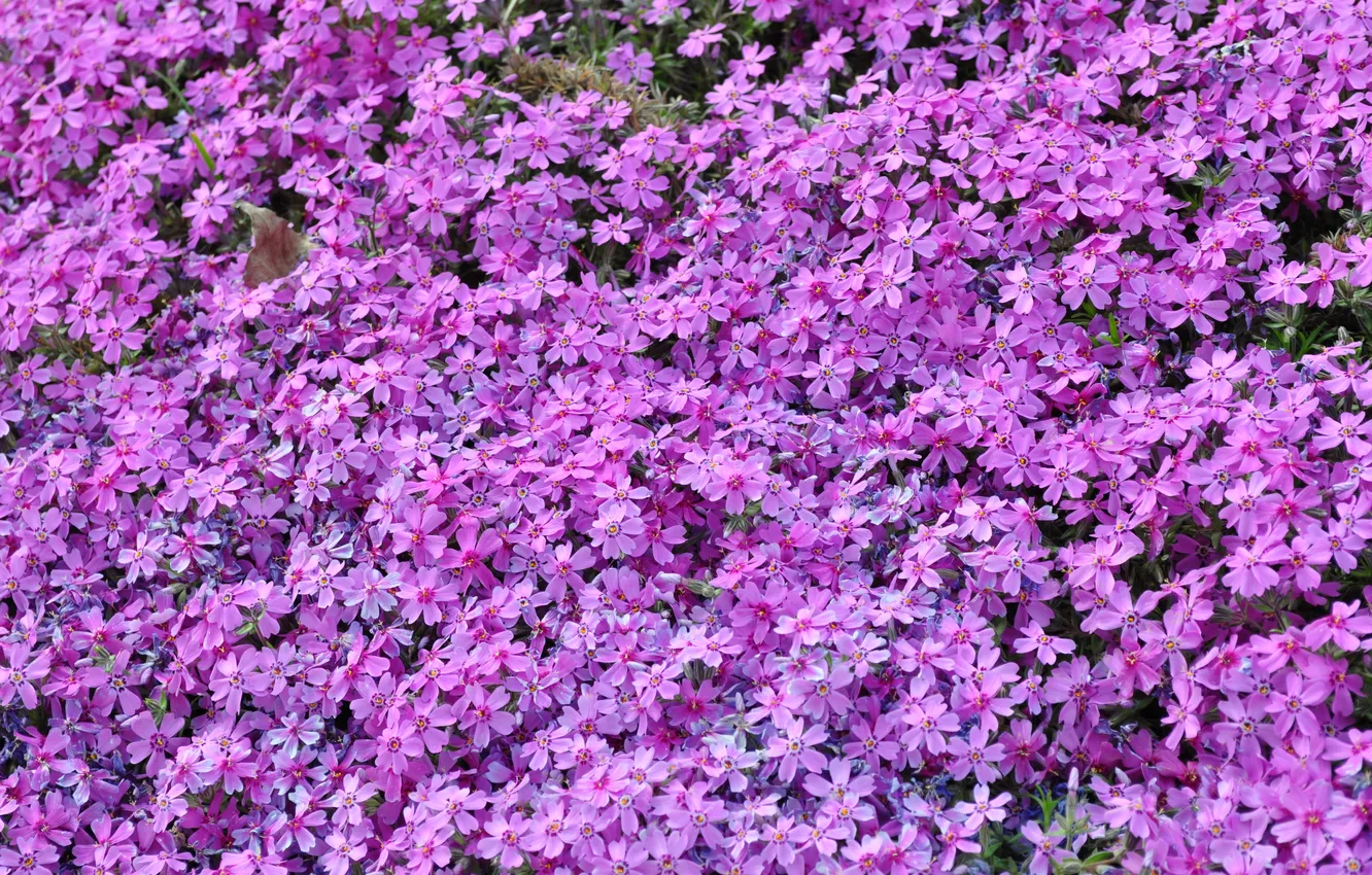 Photo wallpaper flowers, nature, plant