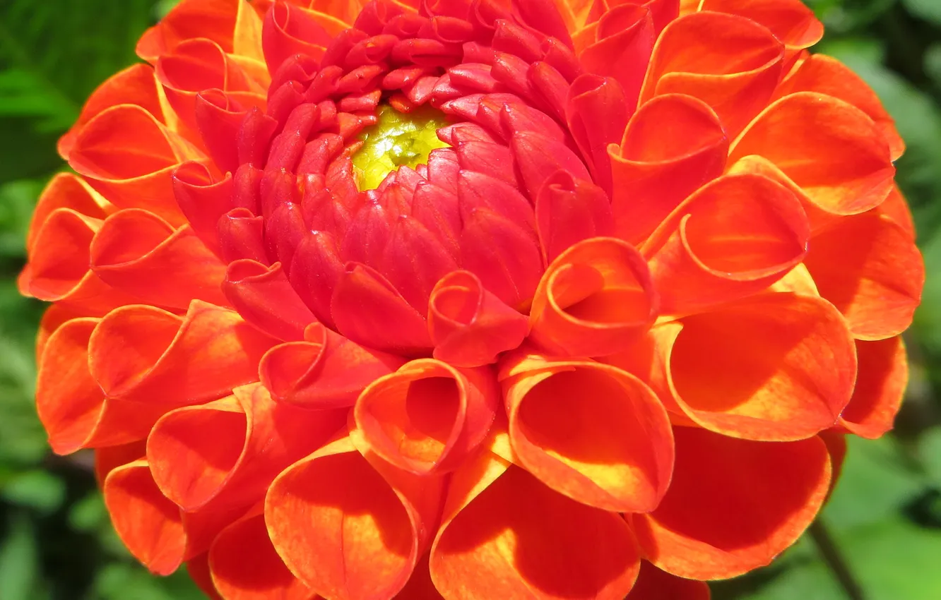 Photo wallpaper flowers, red, photo, closeup, dahlias