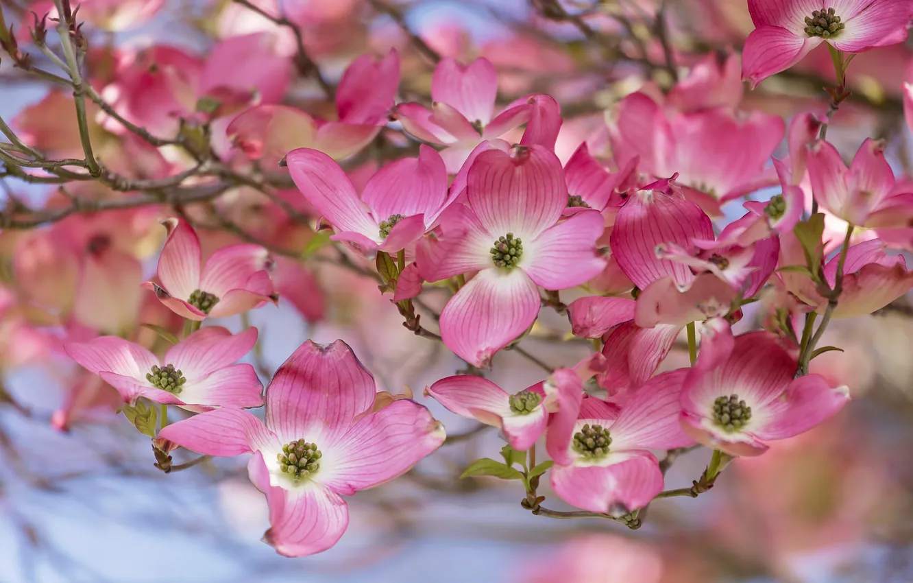 Photo wallpaper petals, flowering, flowers, dogwood, flowering shrub