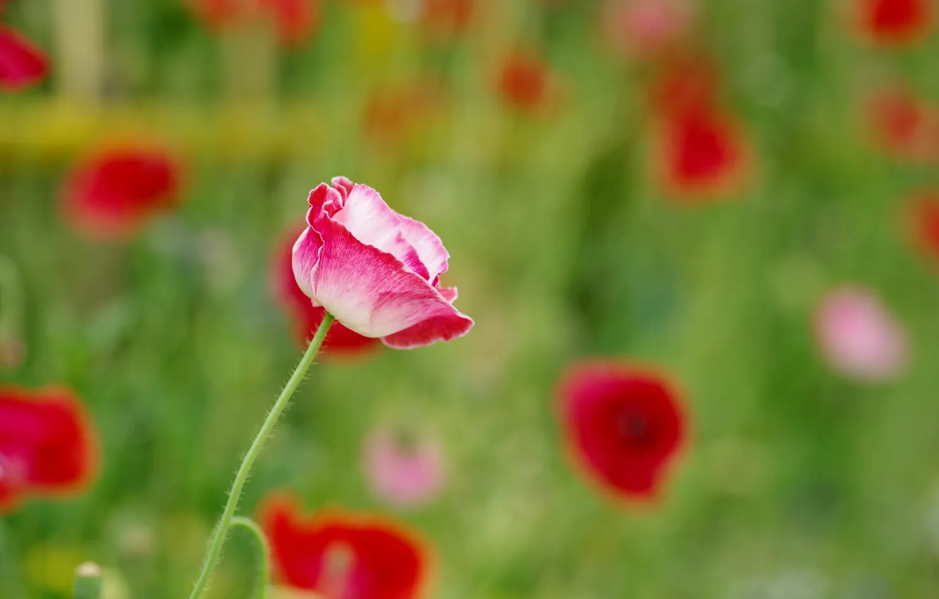 Photo wallpaper summer, nature, Mac