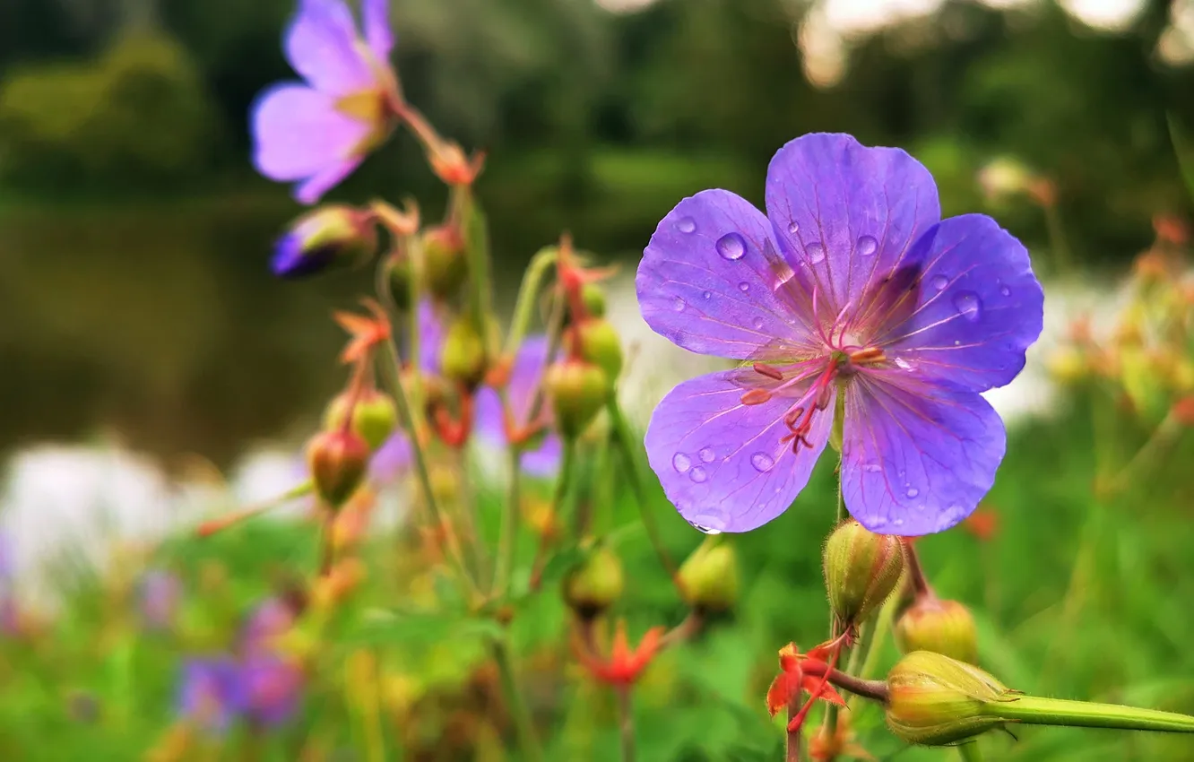 Photo wallpaper trees, flowers, nature, lake, bokeh, Artem