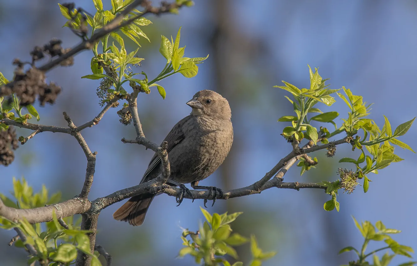 Photo wallpaper trees, branches, bird, belogolovy cow trupial, ox-bird