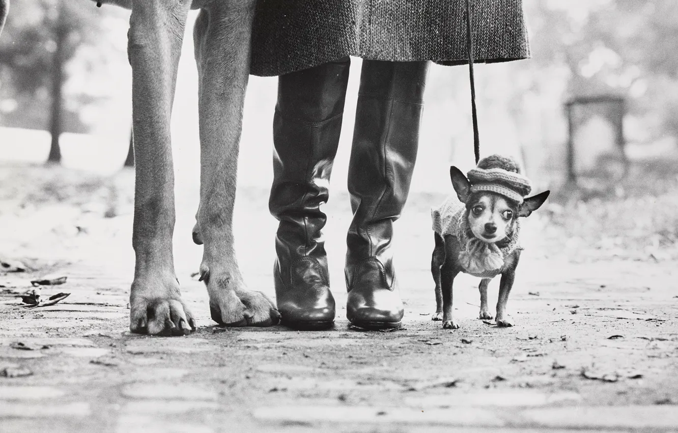 Photo wallpaper feet, dog, New York, black and white, USA, Chihuahua, New York City, dogs