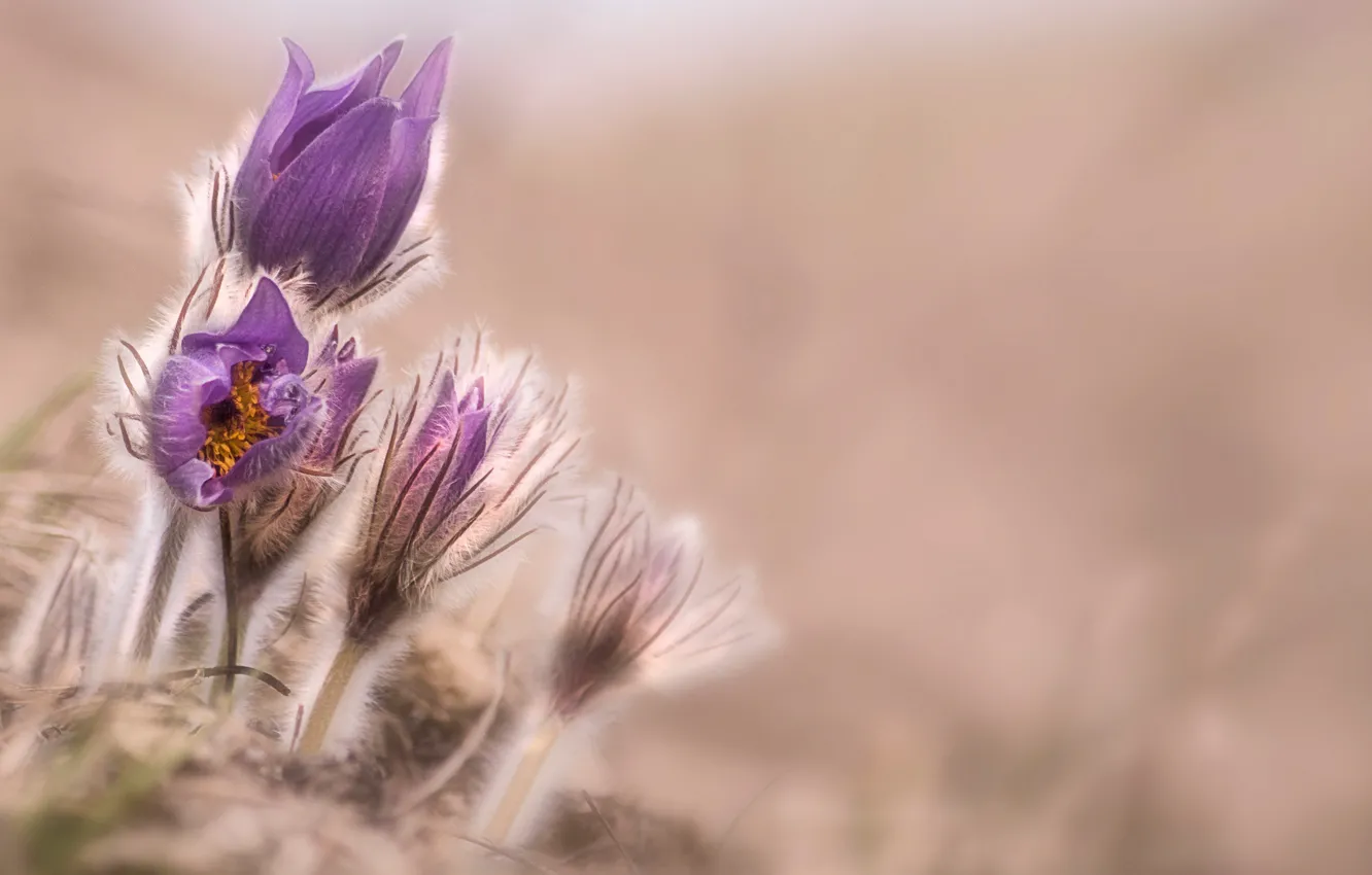 Photo wallpaper flower, lavender, crocus