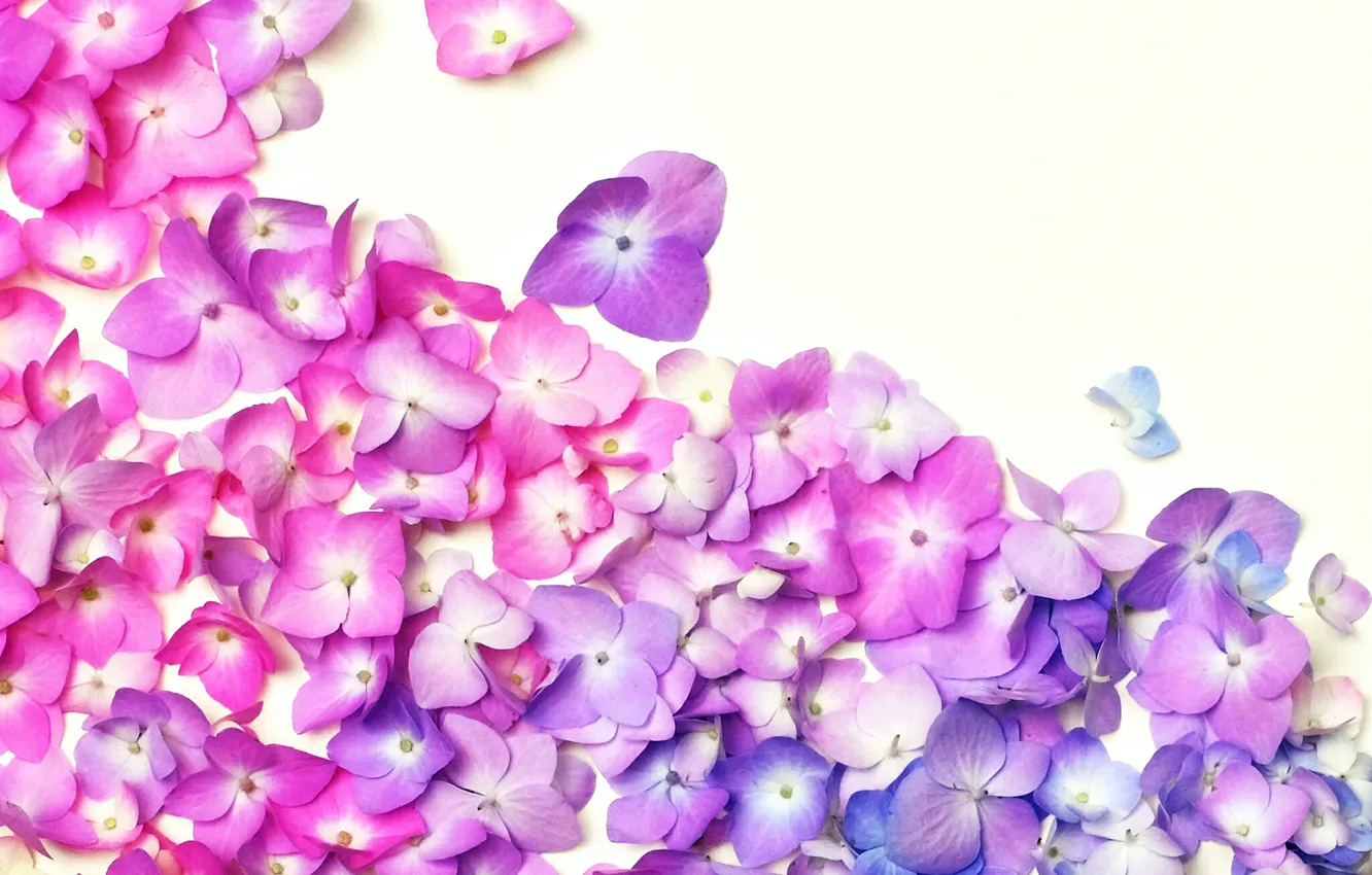 Photo wallpaper flowers, background, petals, hydrangea