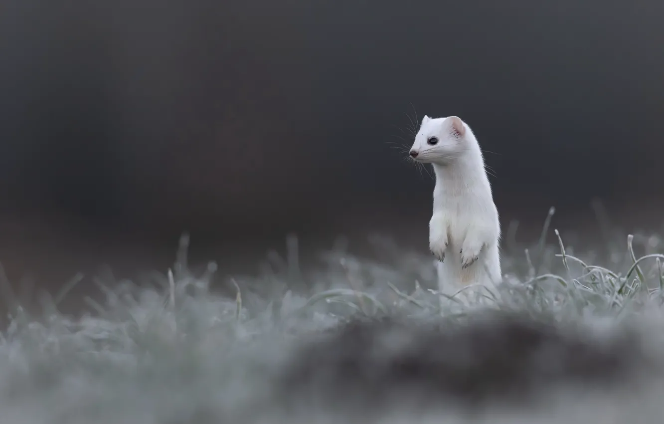 Photo wallpaper ermine, background, nature