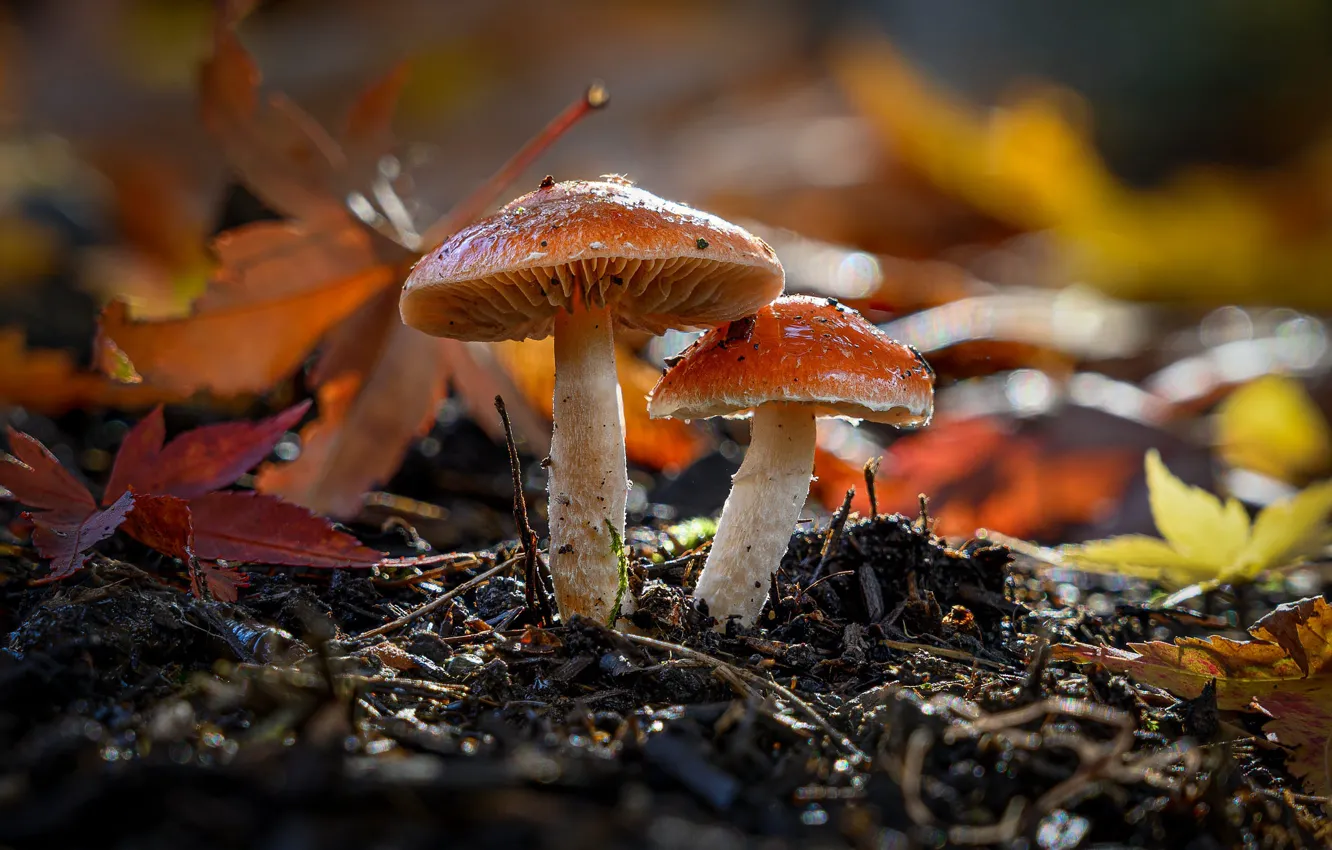 Photo wallpaper autumn, light, nature, mushrooms, a couple, bokeh, autumn leaves