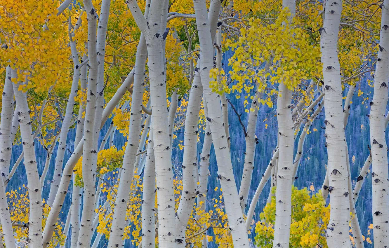 Photo wallpaper trees, Utah, USA, aspen, National wildlife refuge Peslak