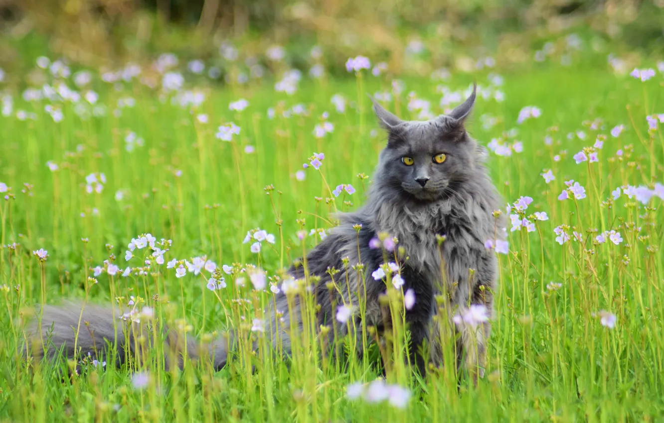 Photo wallpaper greens, field, cat, summer, grass, cat, look, face