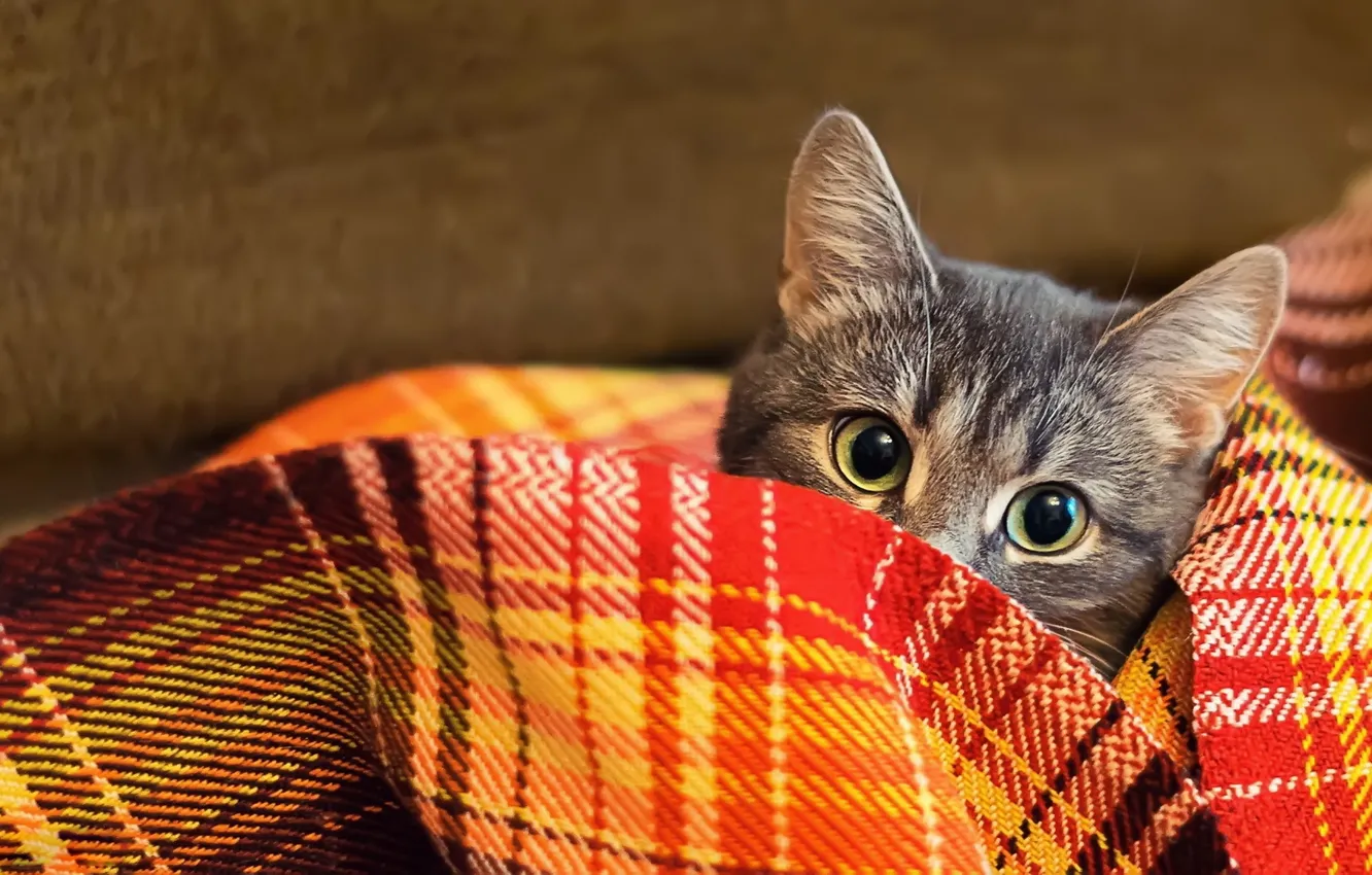 Photo wallpaper cat, look, wool, blanket, plaid