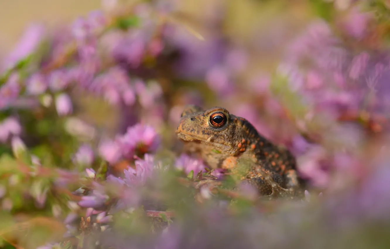 Photo wallpaper flowers, frog, toad, bokeh, Heather