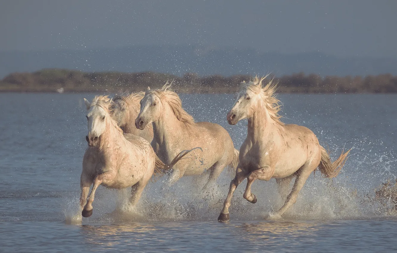 Photo wallpaper water, squirt, horses, horse, running