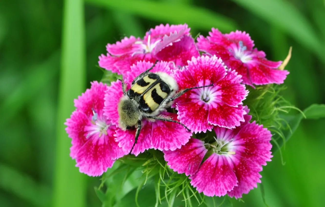 Photo wallpaper field, flowers, petals, garden, meadow, insect