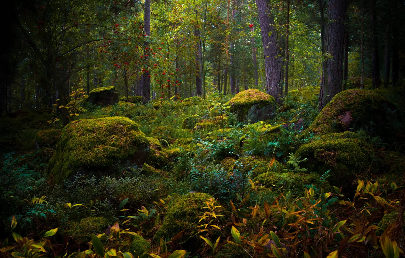 Photo wallpaper autumn, forest, moss