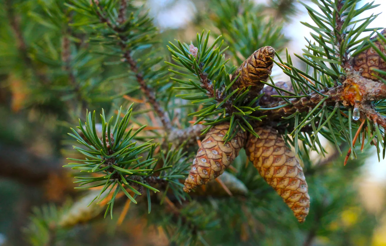 Photo wallpaper pine, twig, cone