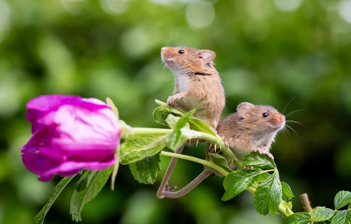 Photo wallpaper background, roses, mouse, pair, field mouse
