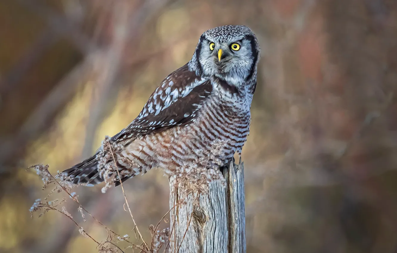Photo wallpaper look, background, owl, bird, posts, bokeh