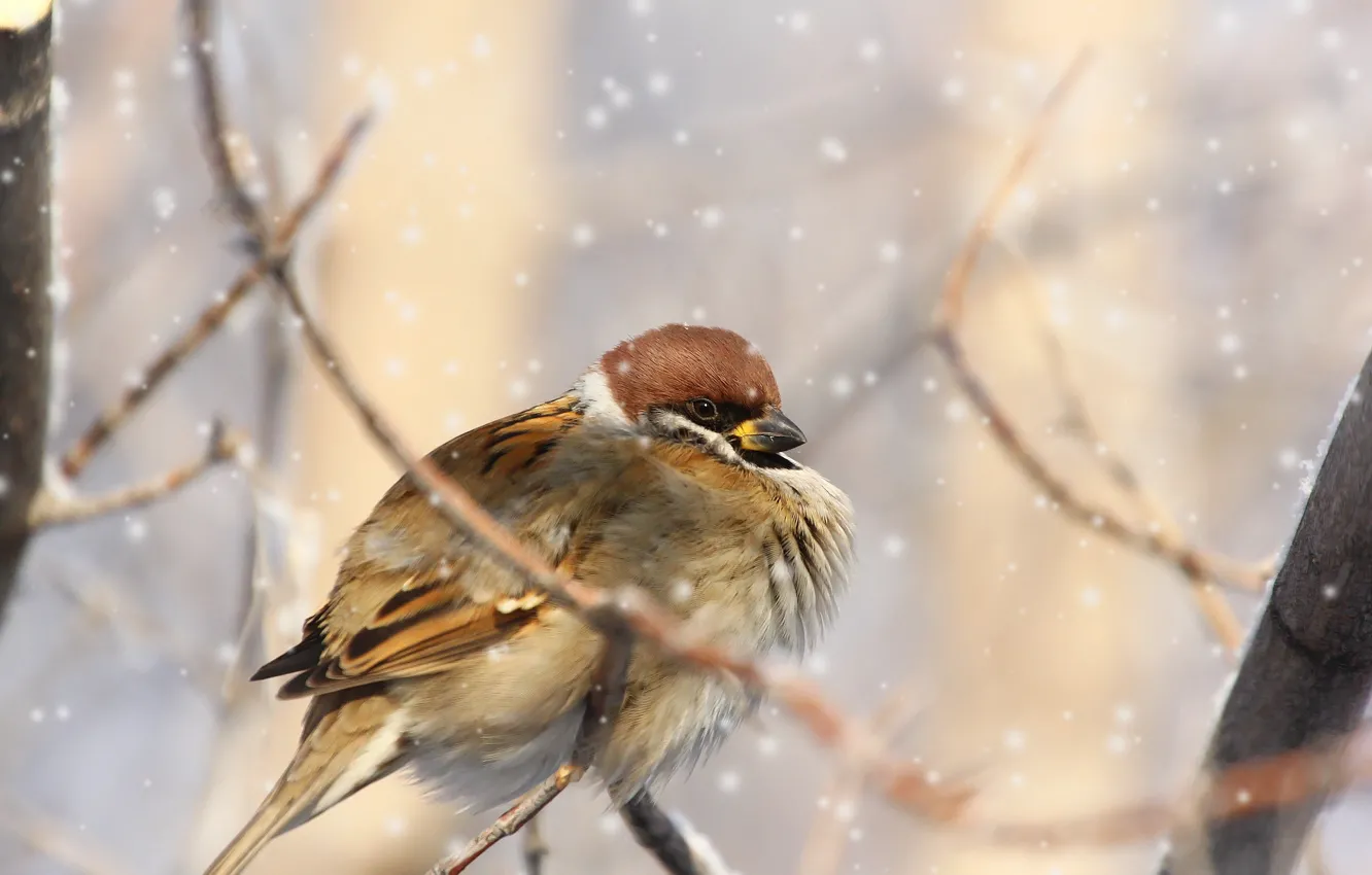 Photo wallpaper winter, snow, branches, bird, Sparrow