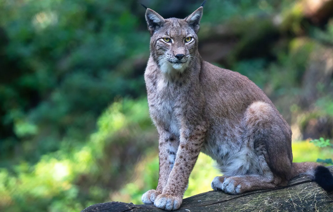Photo wallpaper look, face, nature, pose, paws, log, lynx, sitting