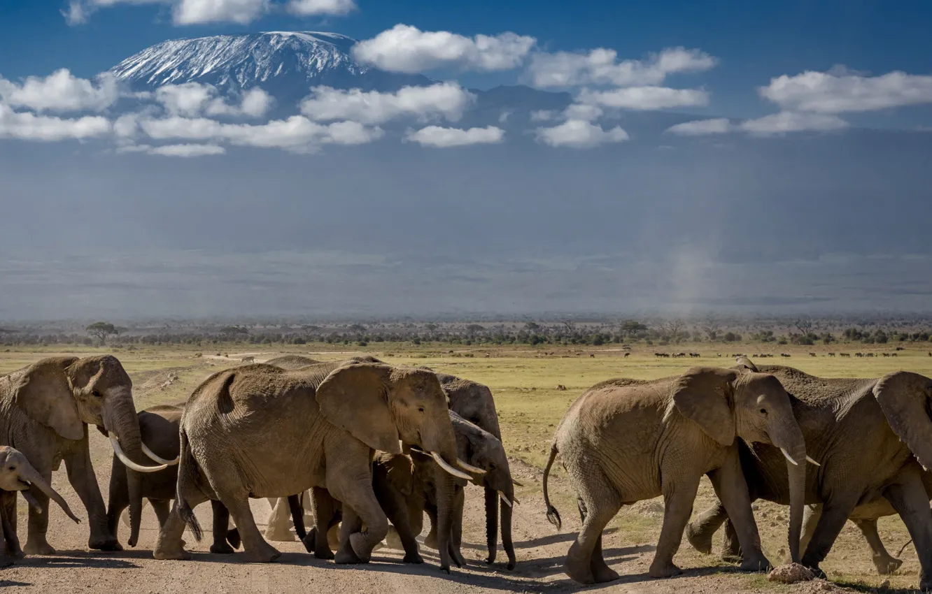 Photo wallpaper nature, elephant, Africa, the herd