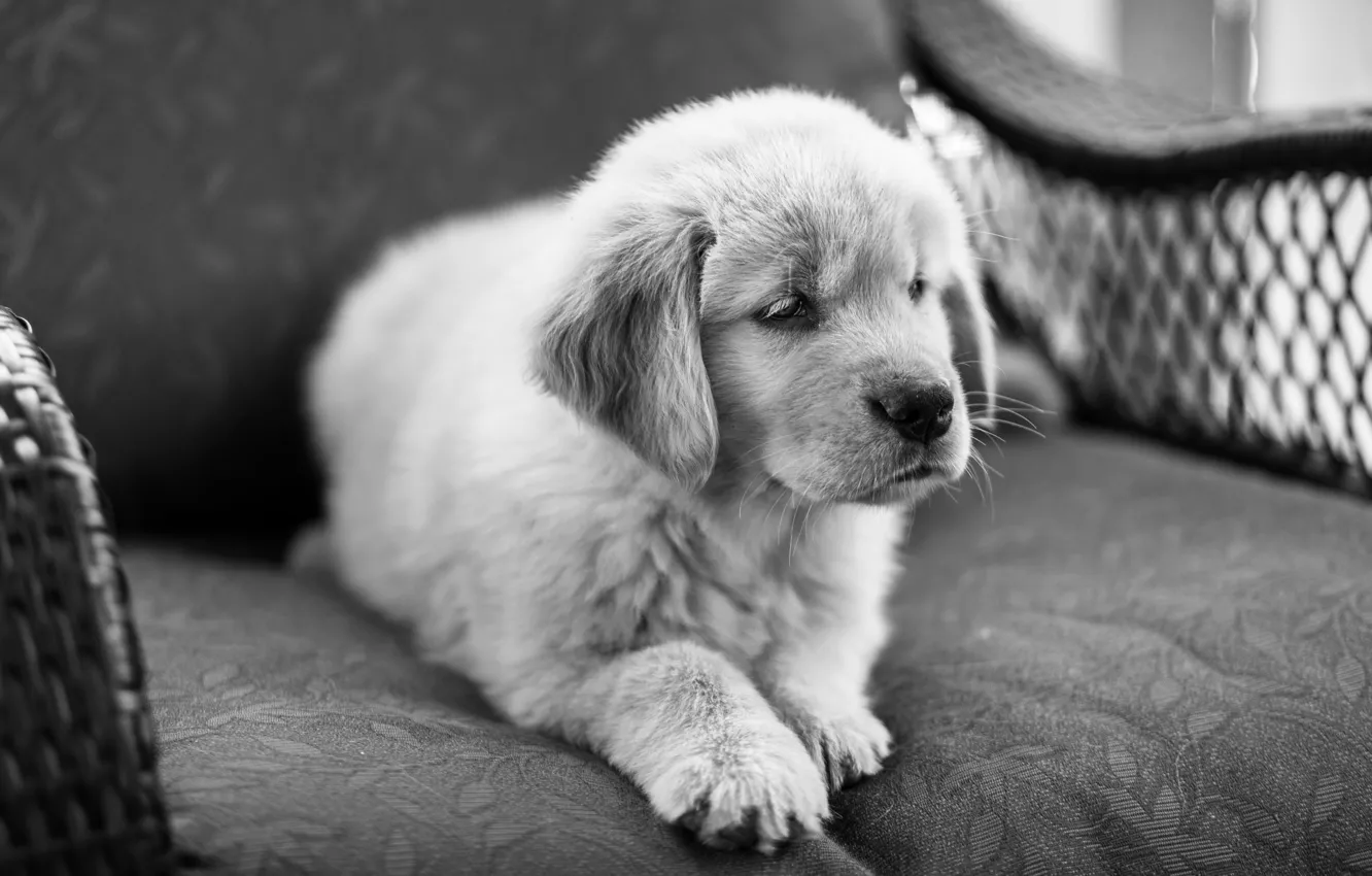 Photo wallpaper comfort, home, dog, puppy