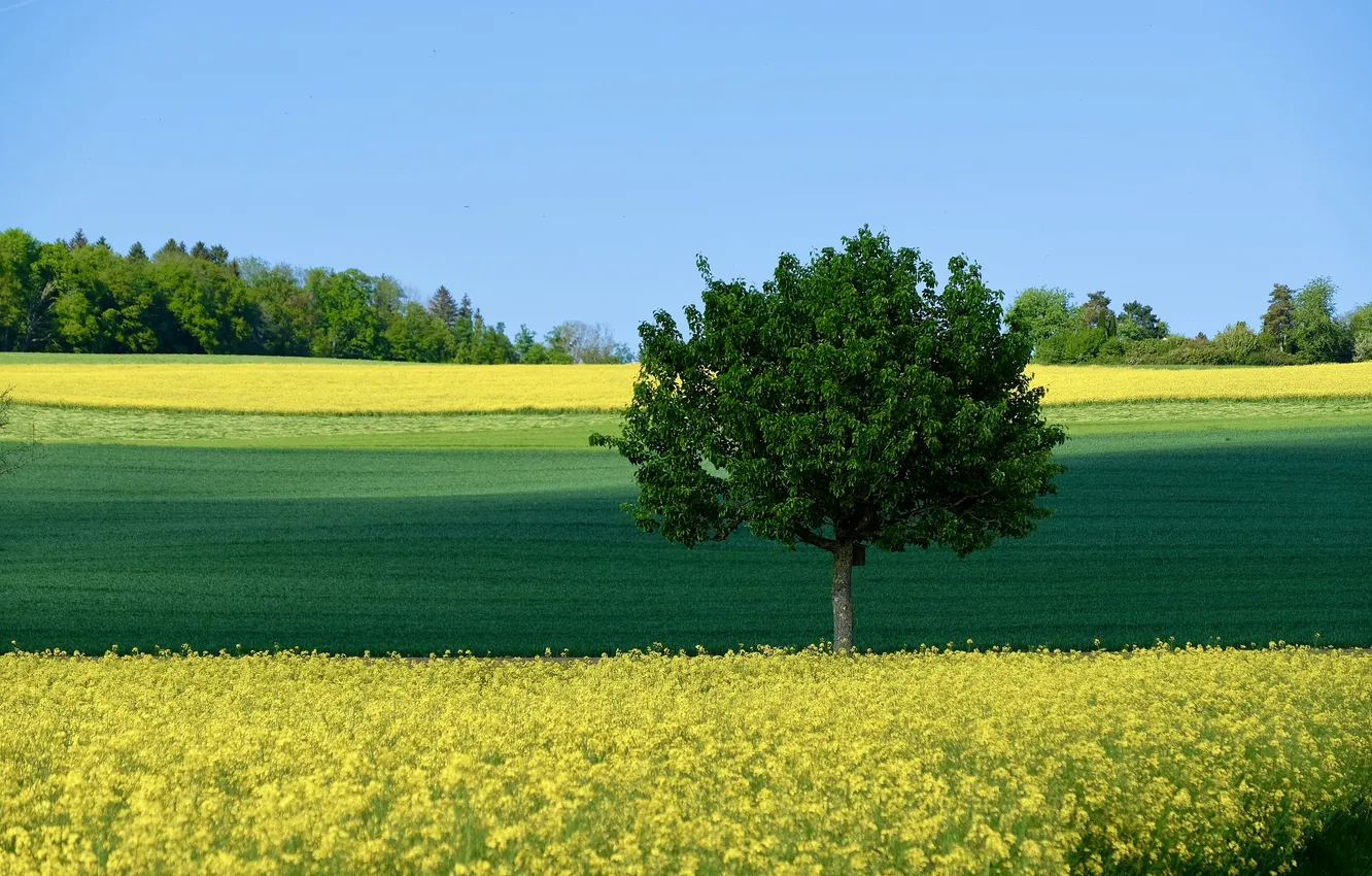 Photo wallpaper field, trees, flowers, blue sky, Svetlana Povarova Ree, Colors of May