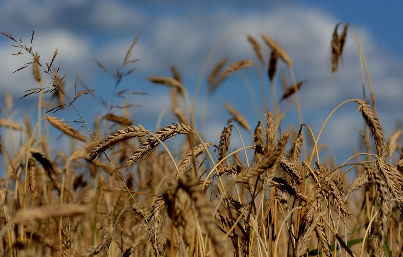 Photo wallpaper wheat, field, nature, harvest, ears of ripe, harvesting strada