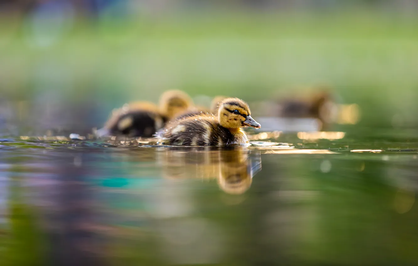 Photo wallpaper duck, duck, Chicks