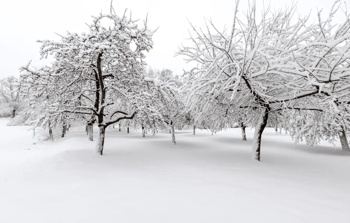 Photo wallpaper winter, snow, trees, landscape, winter, landscape, nature, beautiful